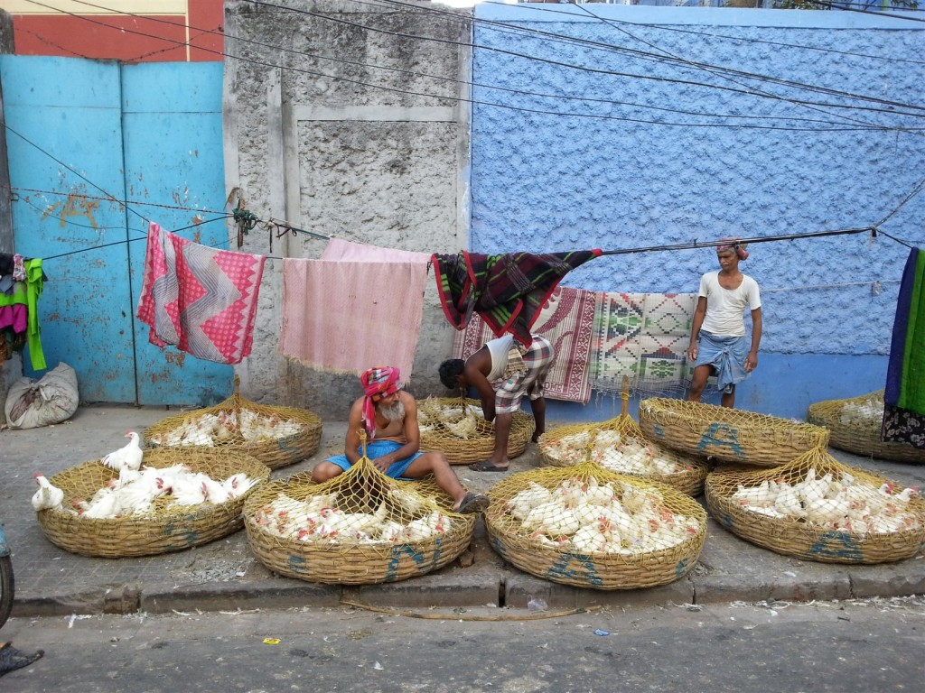 Kolkata'da sabahın erken saatlerinde tavuklarını büyüklüklerine göre ayıklayan bir satıcı. Muhtemelen hepsi öğle yemeğine yetişecek=)