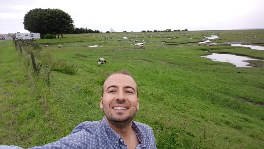 Çayırlarında otlayan koyunlar ve en arkada Mont Saint Michel